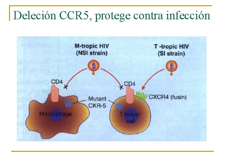 Deleción CCR 5, protege contra infección 