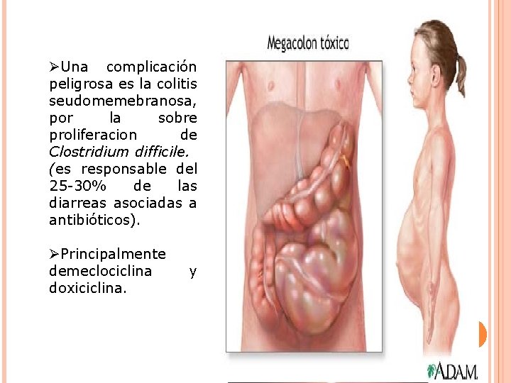 ØUna complicación peligrosa es la colitis seudomemebranosa, por la sobre proliferacion de Clostridium difficile.