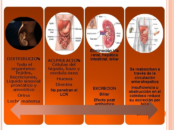 DISTRIBUCION Todo el organismo: Tejidos, Secreciones, Liquido sinovial prostático y amniótico Orina Leche materna