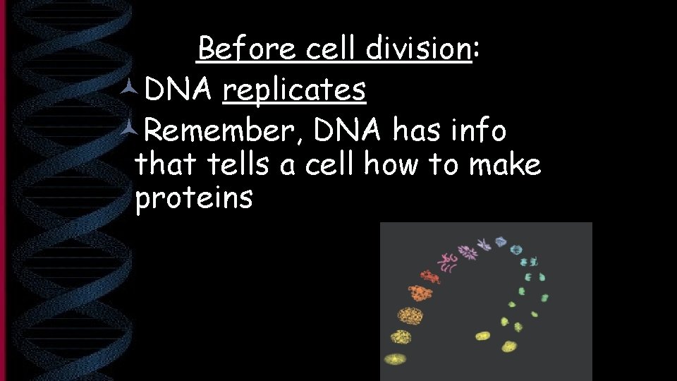 Before cell division: ©DNA replicates ©Remember, DNA has info that tells a cell how