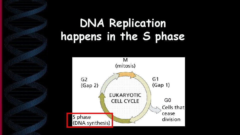 DNA Replication happens in the S phase G 0 