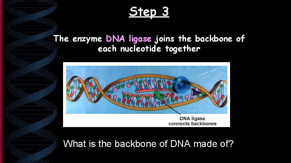 Step 3 The enzyme DNA ligase joins the backbone of each nucleotide together What