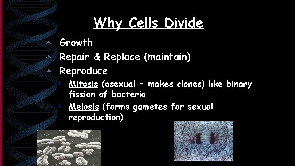 Why Cells Divide © Growth © Repair & Replace (maintain) © Reproduce © Mitosis