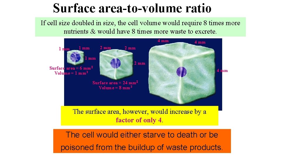 Surface area-to-volume ratio If cell size doubled in size, the cell volume would require