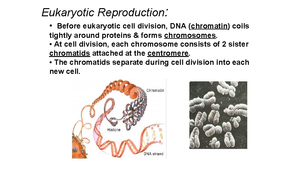 Eukaryotic Reproduction: • Before eukaryotic cell division, DNA (chromatin) coils tightly around proteins &