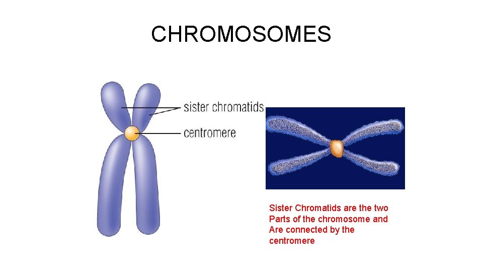 CHROMOSOMES Sister Chromatids are the two Parts of the chromosome and Are connected by