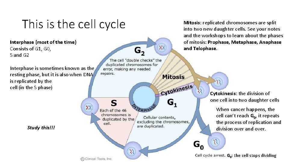 This is the cell cycle Interphase (most of the time) Consists of G 1,