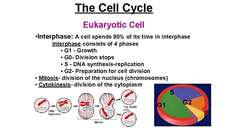 The Cell Cycle Eukaryotic Cell • Interphase: A cell spends 90% of its time