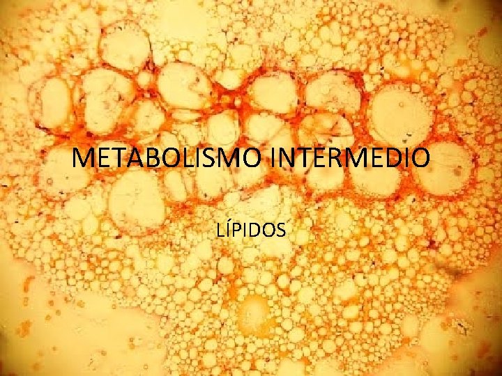 METABOLISMO INTERMEDIO LÍPIDOS 