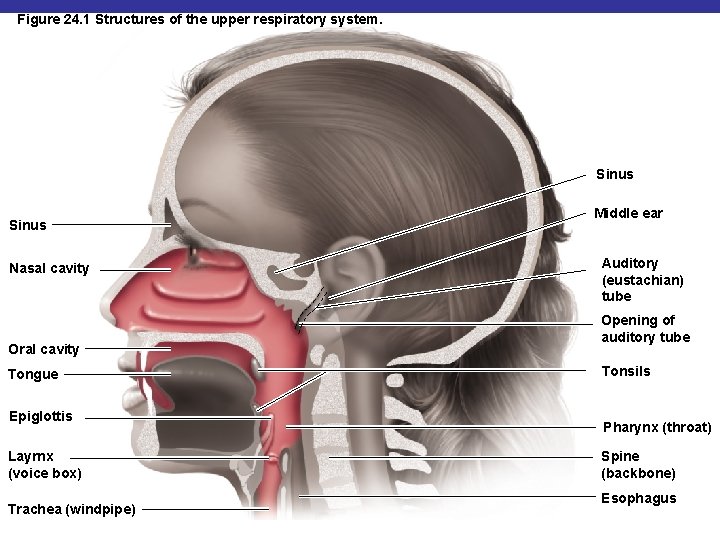 Figure 24. 1 Structures of the upper respiratory system. Sinus Nasal cavity Oral cavity