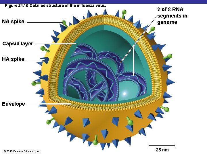 Figure 24. 15 Detailed structure of the influenza virus. NA spike Capsid layer HA