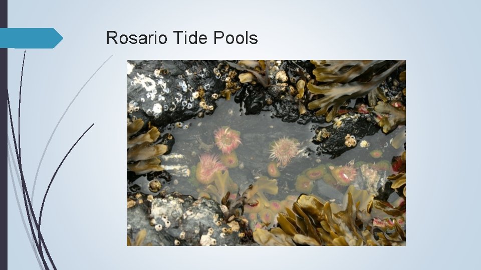 Rosario Tide Pools 