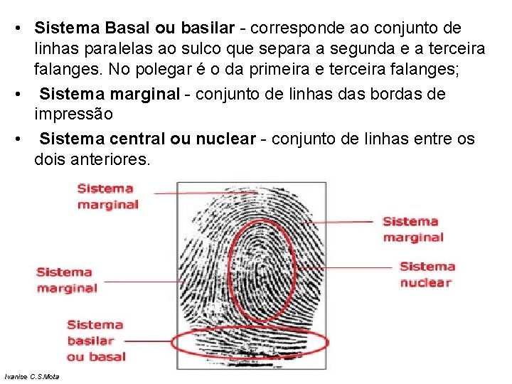 • Sistema Basal ou basilar - corresponde ao conjunto de linhas paralelas ao • Sistema Basal ou basilar - corresponde ao conjunto de linhas paralelas ao