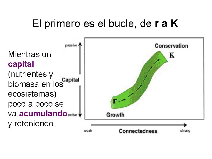 El primero es el bucle, de r a K Mientras un capital (nutrientes y