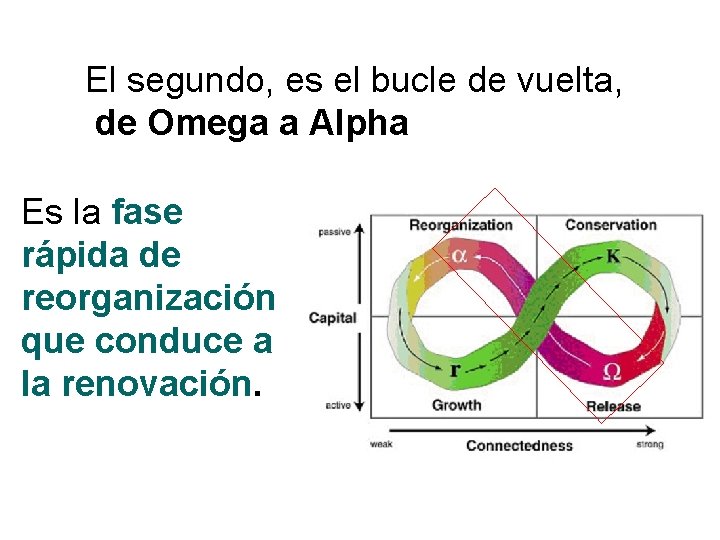 El segundo, es el bucle de vuelta, de Omega a Alpha Es la fase