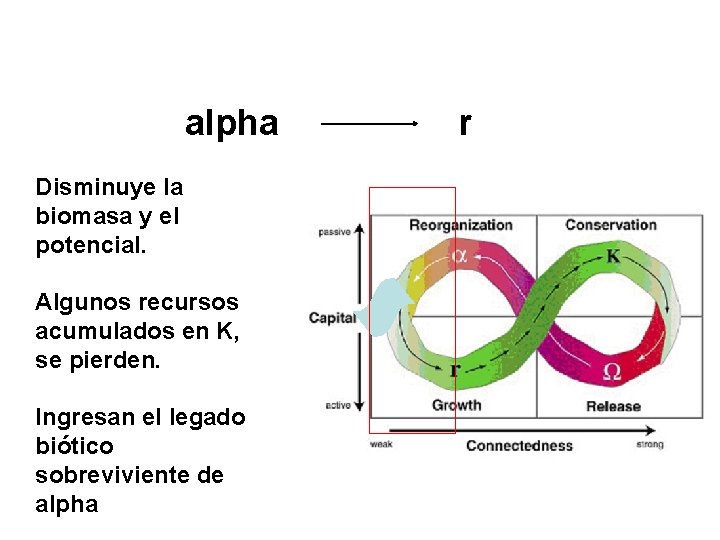 alpha Disminuye la biomasa y el potencial. Algunos recursos acumulados en K, se pierden.