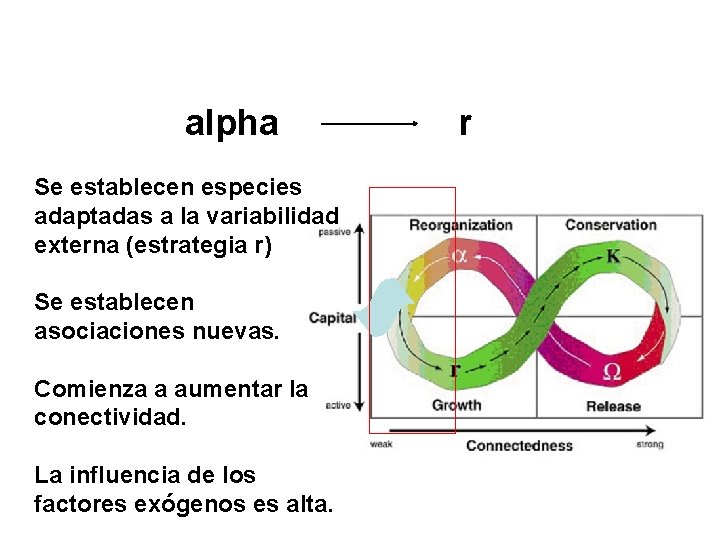 alpha Se establecen especies adaptadas a la variabilidad externa (estrategia r) Se establecen asociaciones