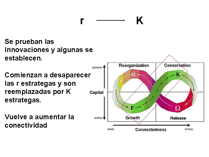 r Se prueban las innovaciones y algunas se establecen. Comienzan a desaparecer las r