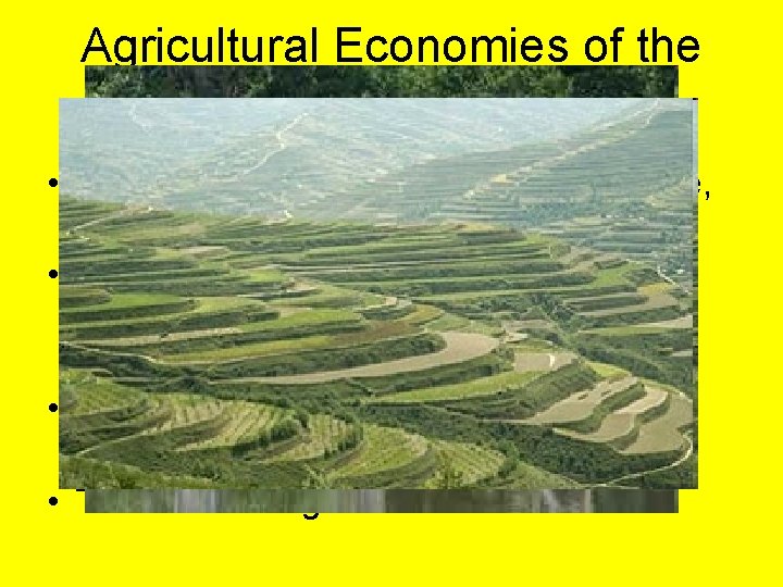 Agricultural Economies of the Tang and Song Dynasties • Developed Vietnamese fast-ripening rice, 2