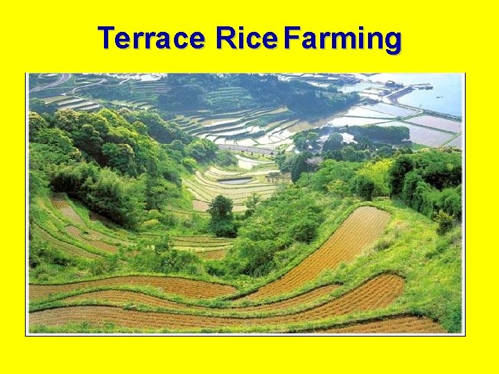 Terrace Rice Farming 