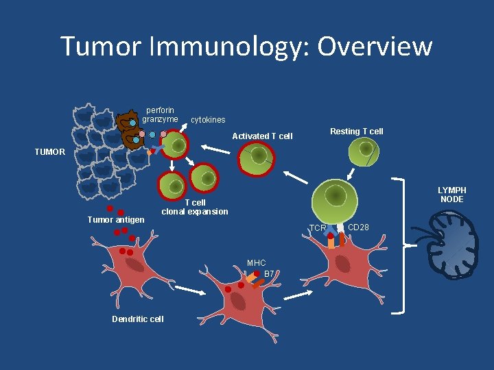 Tumor Immunology: Overview perforin granzyme cytokines Resting T cell Activated T cell TUMOR Tumor