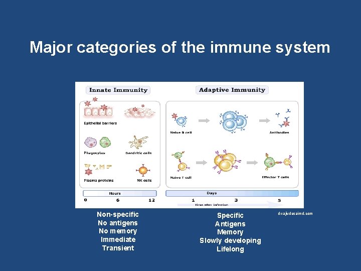 Major categories of the immune system Non-specific No antigens No memory Immediate Transient Specific
