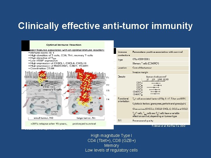 Clinically effective anti-tumor immunity Fridman et al, Nat Rev Ca, 2012 Bindea et al,