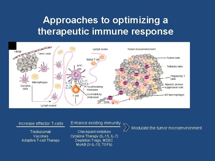 Approaches to optimizing a therapeutic immune response Butt et al Oncogene, 2013 Increase effector