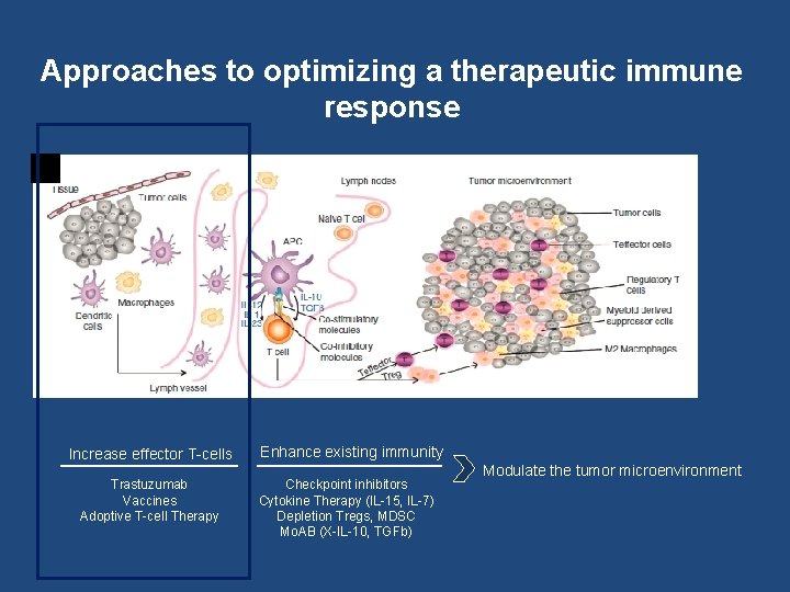 Approaches to optimizing a therapeutic immune response Butt et al Oncogene, 2013 Increase effector