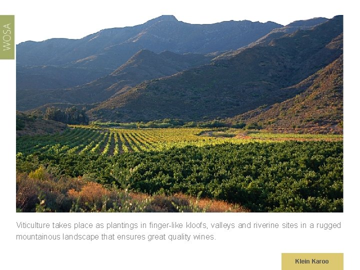 Viticulture takes place as plantings in finger-like kloofs, valleys and riverine sites in a