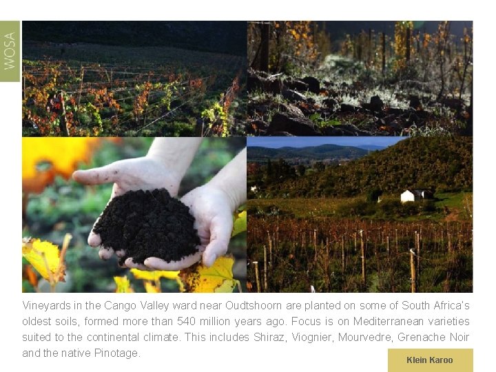 Vineyards in the Cango Valley ward near Oudtshoorn are planted on some of South