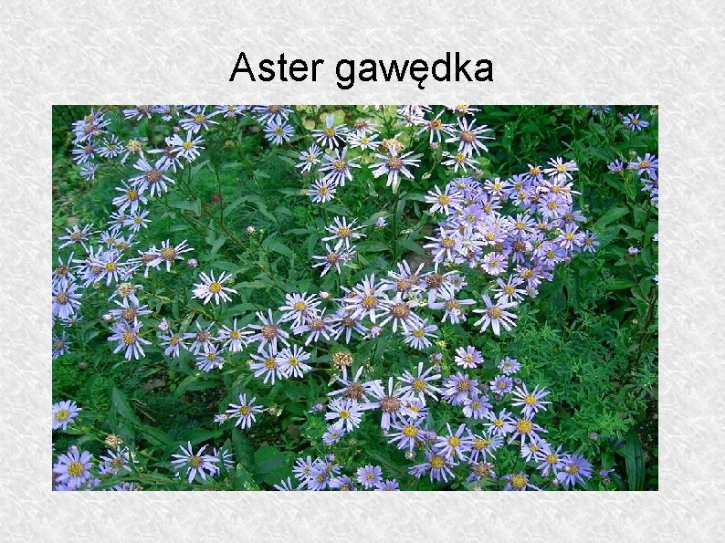 Aster gawędka 