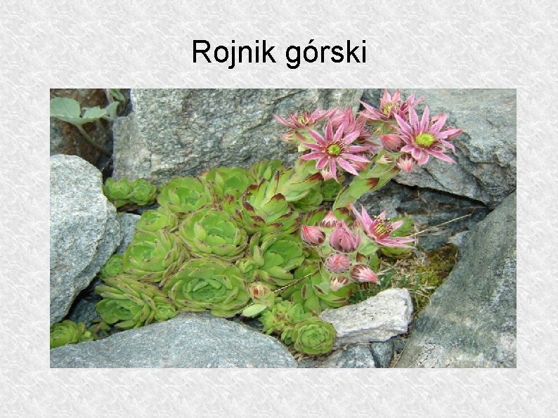 Rojnik górski 