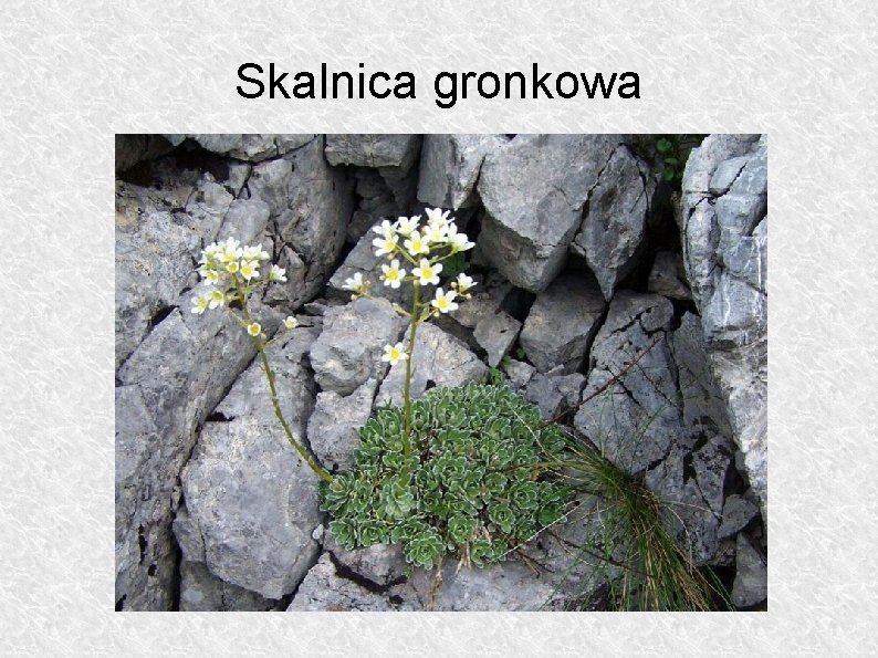 Skalnica gronkowa 