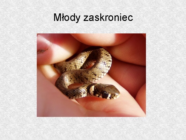 Młody zaskroniec 