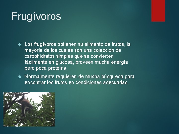 Frugívoros Los frugívoros obtienen su alimento de frutos, la mayoría de los cuales son Frugívoros Los frugívoros obtienen su alimento de frutos, la mayoría de los cuales son