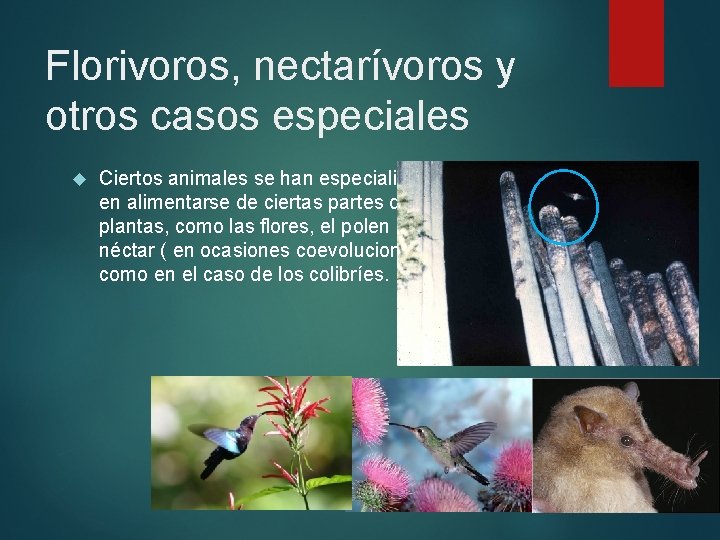 Florivoros, nectarívoros y otros casos especiales Ciertos animales se han especializado en alimentarse de Florivoros, nectarívoros y otros casos especiales Ciertos animales se han especializado en alimentarse de