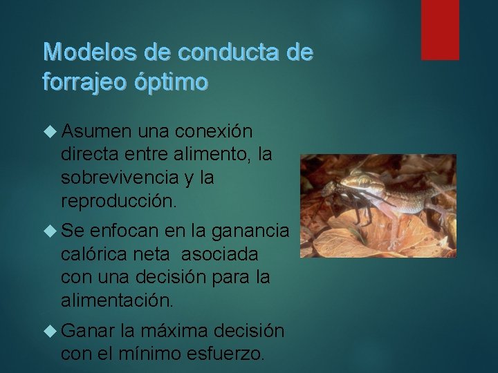 Modelos de conducta de forrajeo óptimo Asumen una conexión directa entre alimento, la sobrevivencia Modelos de conducta de forrajeo óptimo Asumen una conexión directa entre alimento, la sobrevivencia