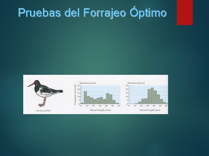Pruebas del Forrajeo Óptimo Pruebas del Forrajeo Óptimo