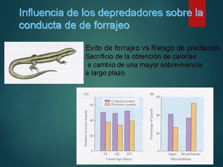 Influencia de los depredadores sobre la conducta de de forrajeo Éxito de forrajeo vs Influencia de los depredadores sobre la conducta de de forrajeo Éxito de forrajeo vs