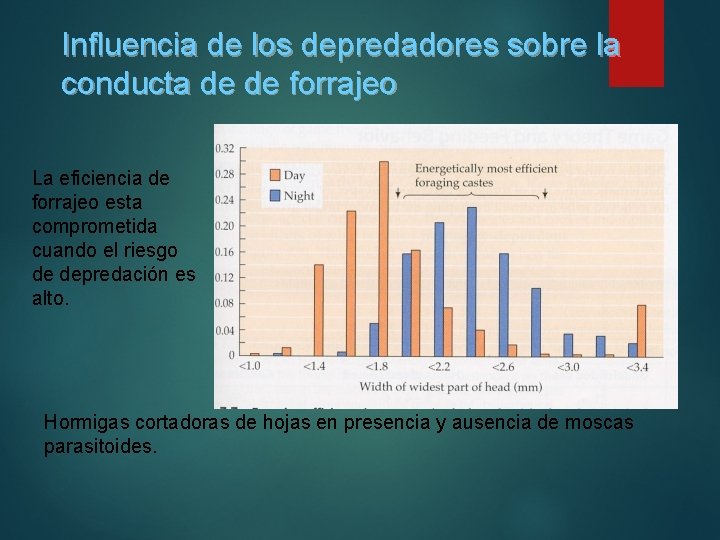 Influencia de los depredadores sobre la conducta de de forrajeo La eficiencia de forrajeo Influencia de los depredadores sobre la conducta de de forrajeo La eficiencia de forrajeo