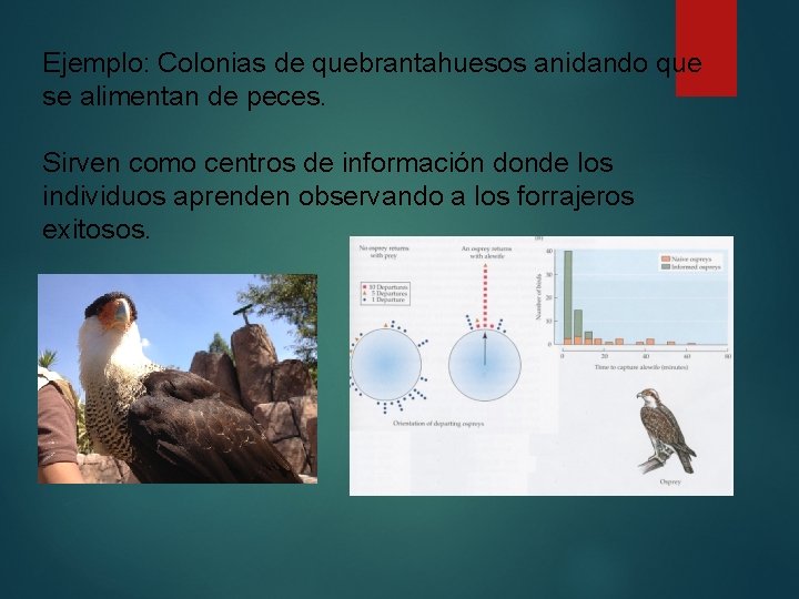 Ejemplo: Colonias de quebrantahuesos anidando que se alimentan de peces. Sirven como centros de Ejemplo: Colonias de quebrantahuesos anidando que se alimentan de peces. Sirven como centros de