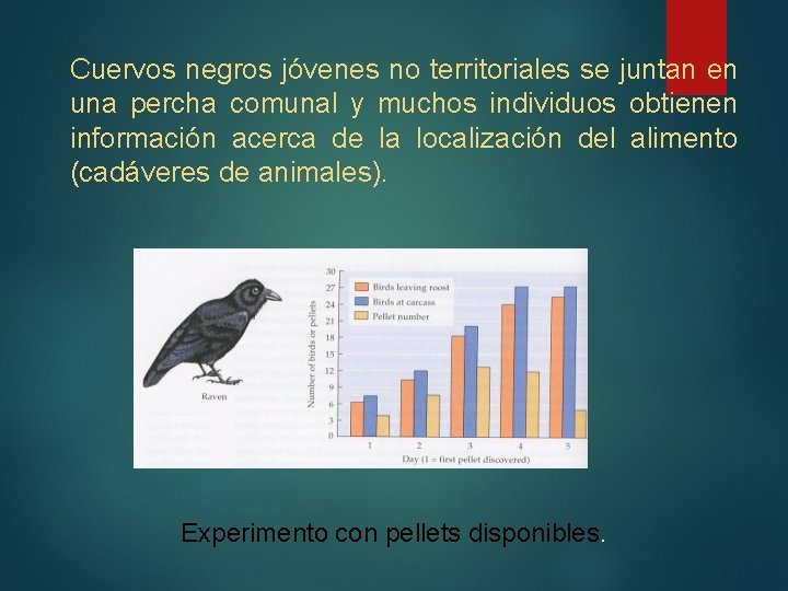 Cuervos negros jóvenes no territoriales se juntan en una percha comunal y muchos individuos Cuervos negros jóvenes no territoriales se juntan en una percha comunal y muchos individuos