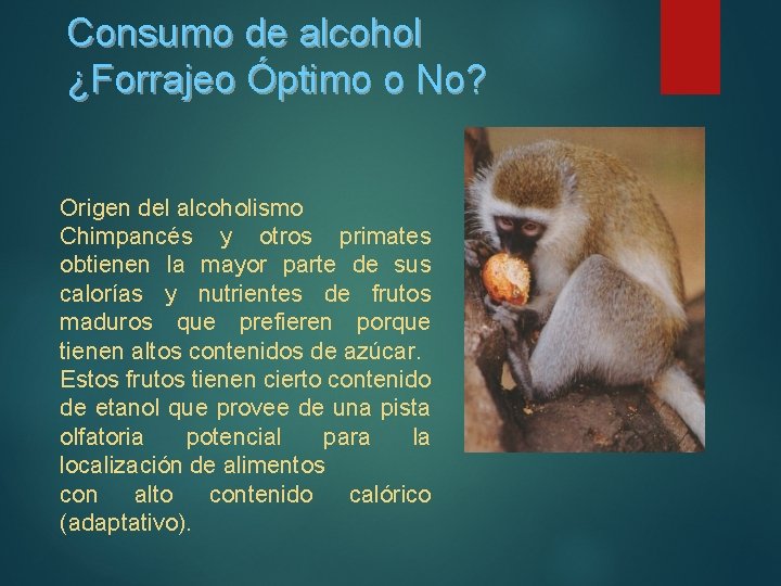 Consumo de alcohol ¿Forrajeo Óptimo o No? Origen del alcoholismo Chimpancés y otros primates Consumo de alcohol ¿Forrajeo Óptimo o No? Origen del alcoholismo Chimpancés y otros primates