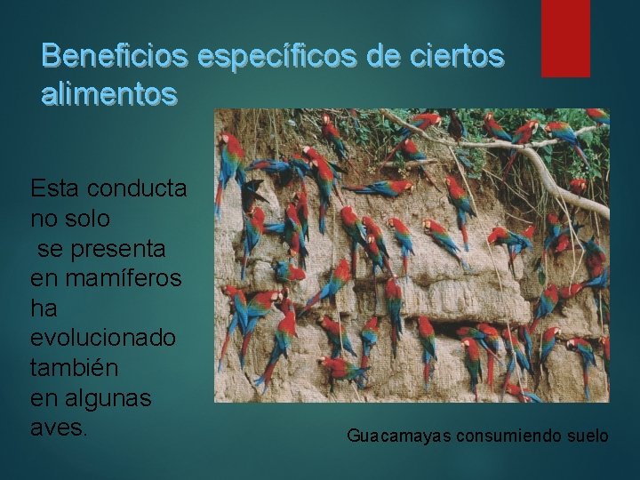 Beneficios específicos de ciertos alimentos Esta conducta no solo se presenta en mamíferos ha Beneficios específicos de ciertos alimentos Esta conducta no solo se presenta en mamíferos ha