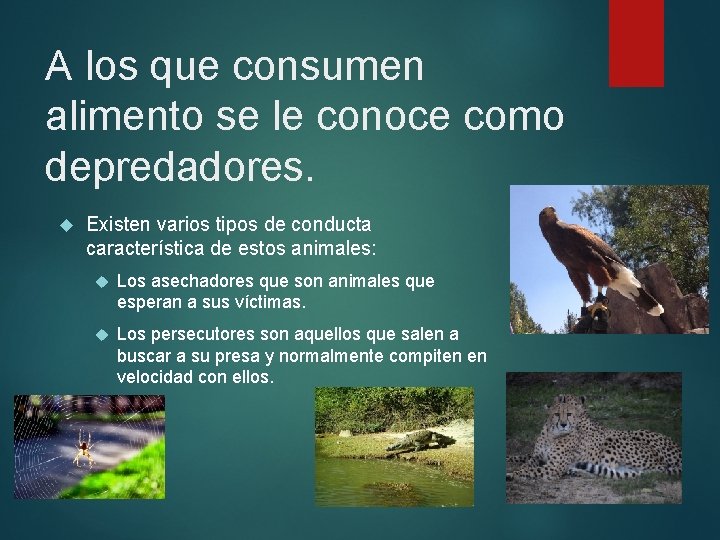 A los que consumen alimento se le conoce como depredadores. Existen varios tipos de A los que consumen alimento se le conoce como depredadores. Existen varios tipos de