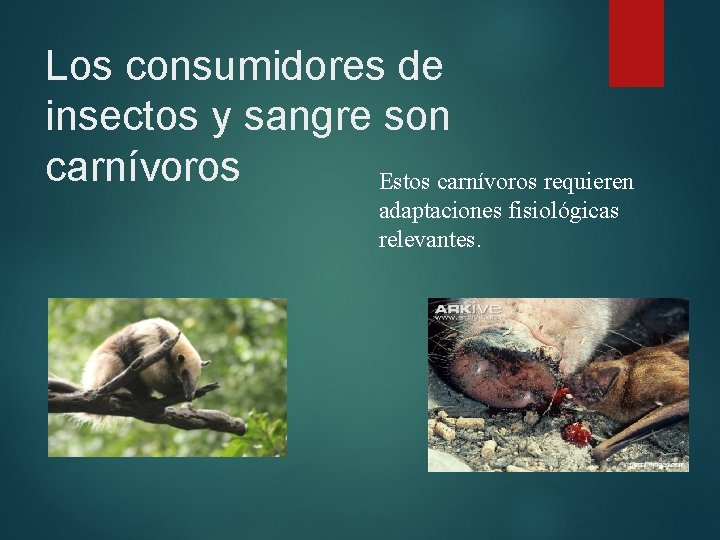 Los consumidores de insectos y sangre son carnívoros Estos carnívoros requieren adaptaciones fisiológicas relevantes. Los consumidores de insectos y sangre son carnívoros Estos carnívoros requieren adaptaciones fisiológicas relevantes.