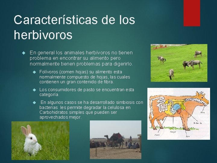 Características de los herbivoros En general los animales herbívoros no tienen problema en encontrar Características de los herbivoros En general los animales herbívoros no tienen problema en encontrar