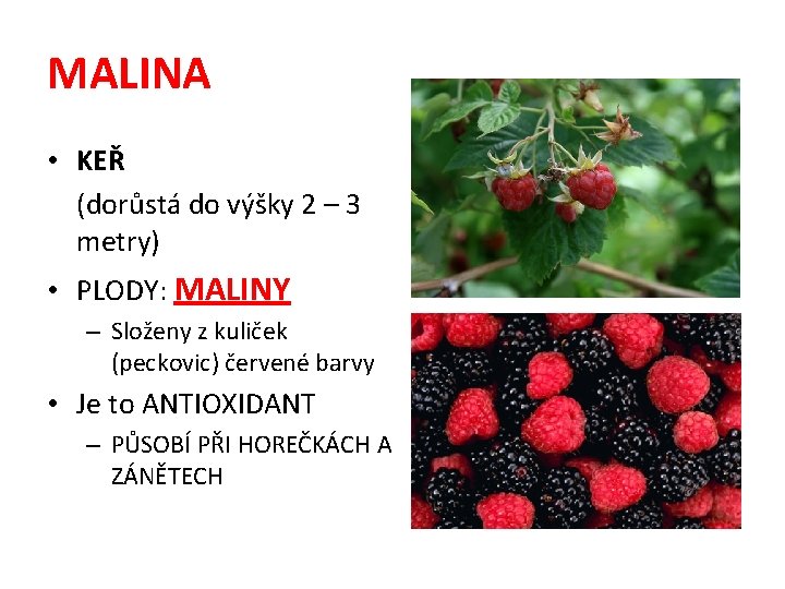 MALINA • KEŘ (dorůstá do výšky 2 – 3 metry) • PLODY: MALINY –