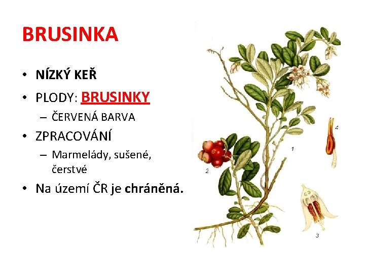 BRUSINKA • NÍZKÝ KEŘ • PLODY: BRUSINKY – ČERVENÁ BARVA • ZPRACOVÁNÍ – Marmelády,